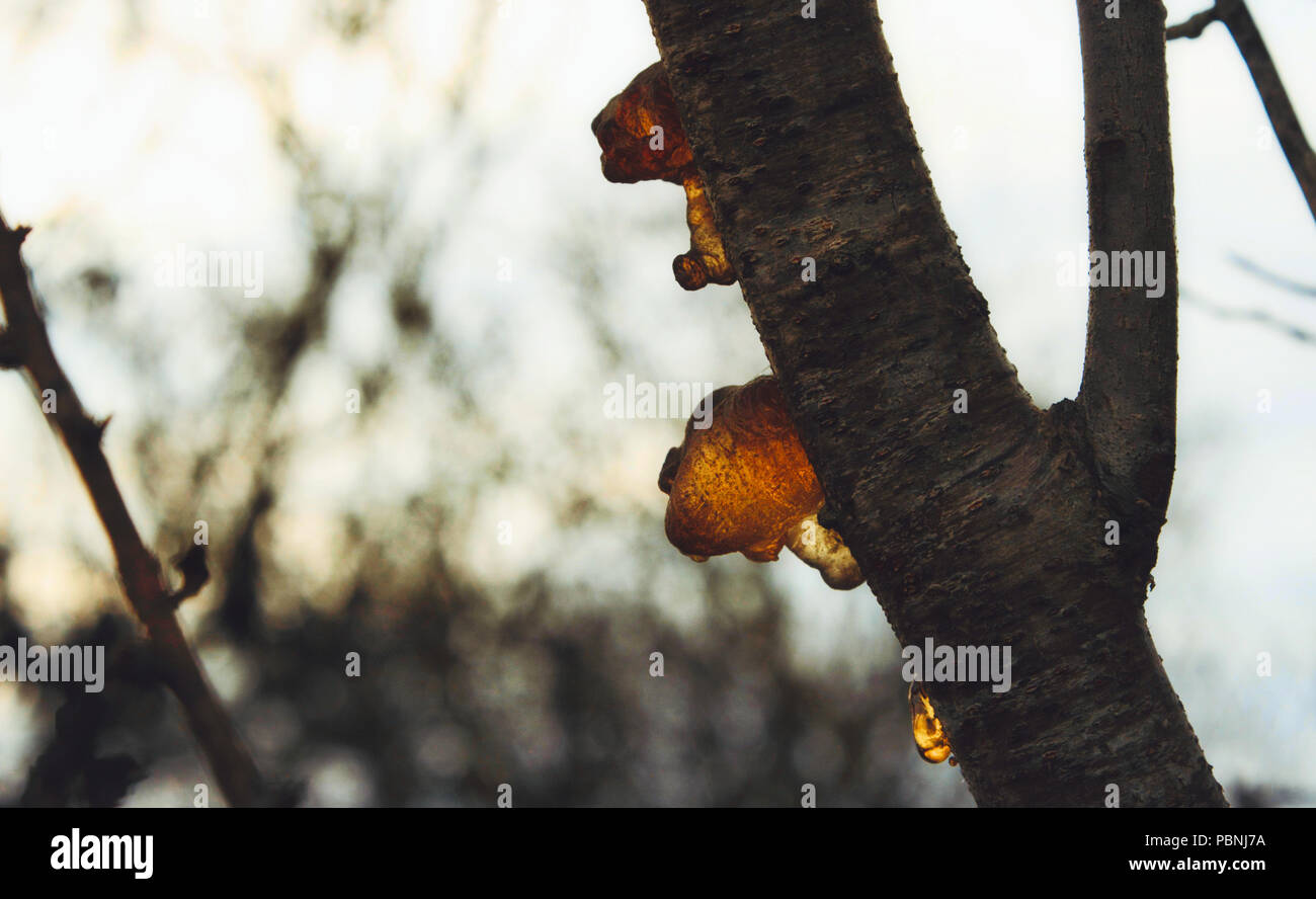 Yellow resin tree sap dripping from a branch Stock Photo