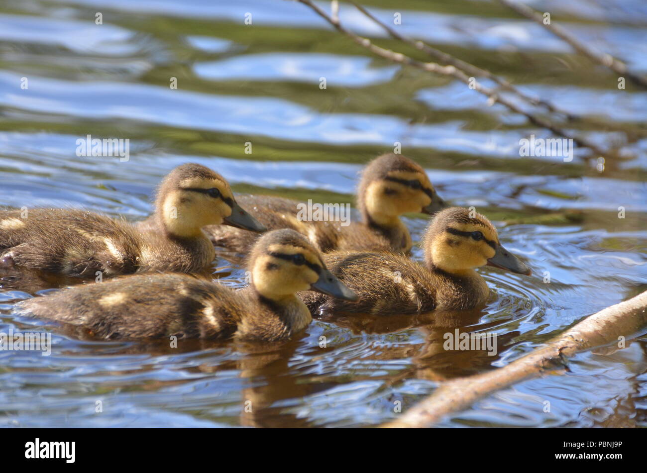 Mallard chicks swimming in a lake in Finland Stock Photo