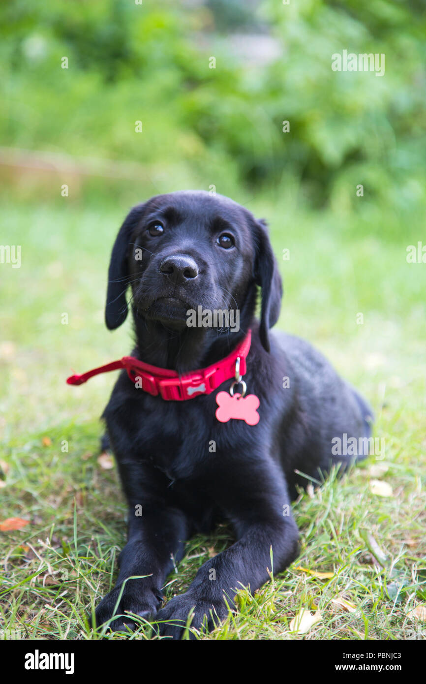 Black Goldador Puppy Labrador And Golden Retriever Cross Stock Photo Alamy