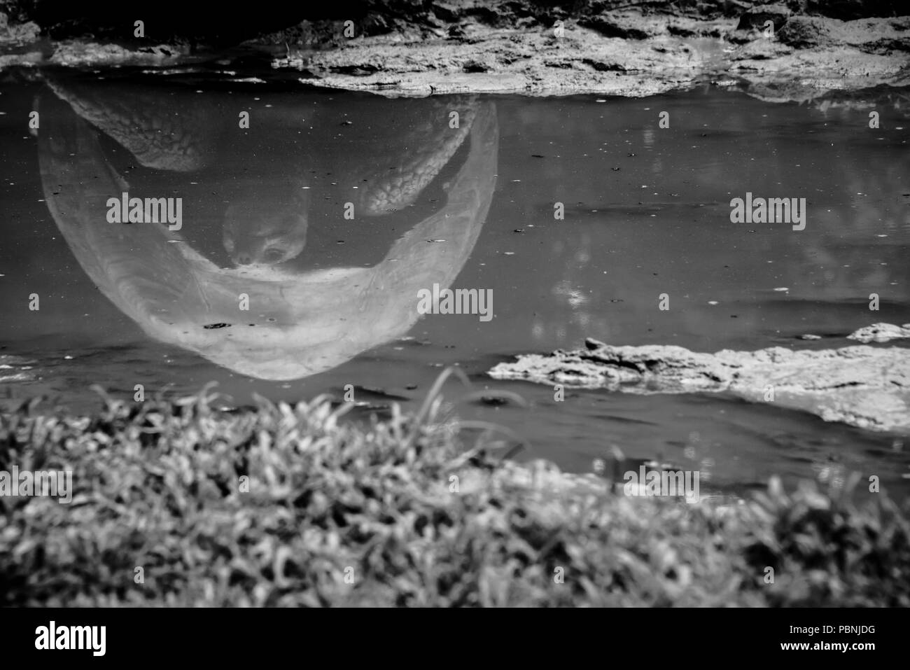 Gian Tortoise reflection in a pond, Galapagos Stock Photo