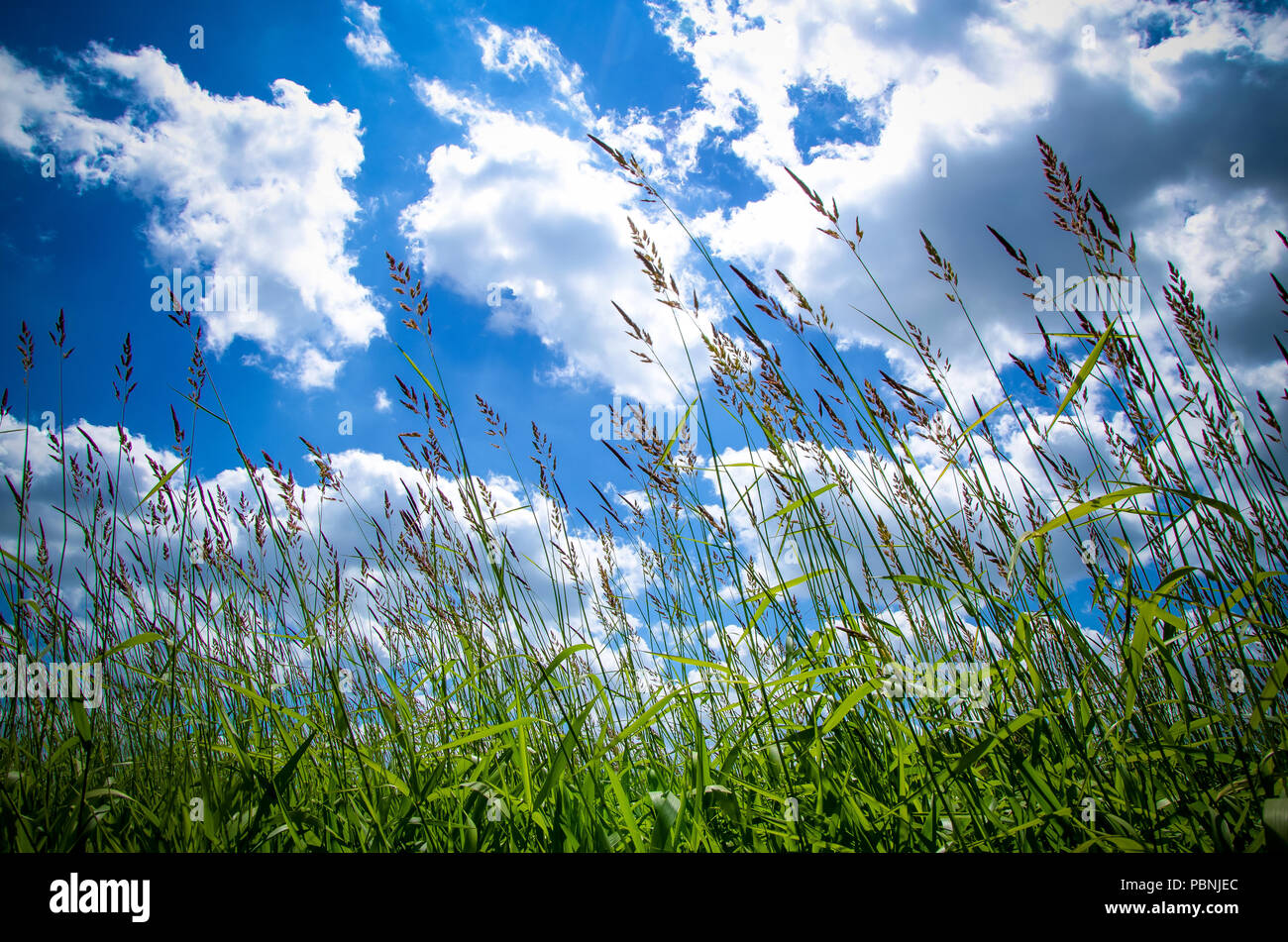 Green grass and blue sky with a rainbow, spring nature background Stock ...