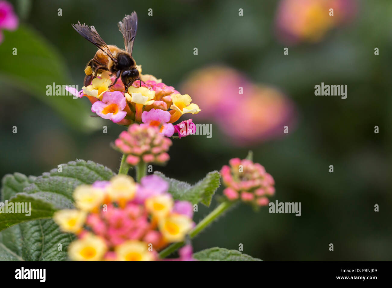 bee on lantana camara flower - big sage - wild sage - red sage - tickberry Stock Photo