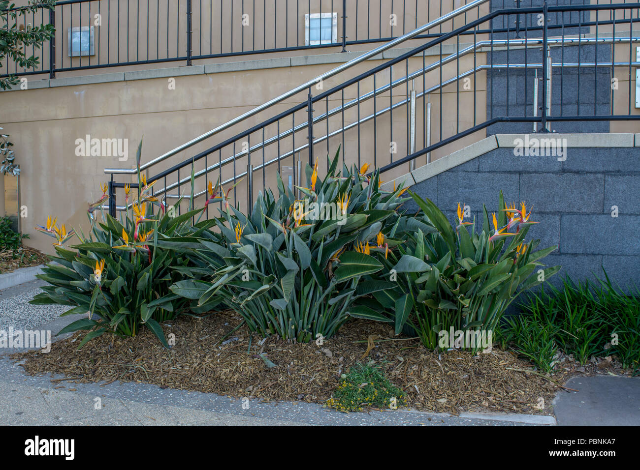 Clumps of Bird of Paradise plant used to soften retaining wall and stairs Stock Photo