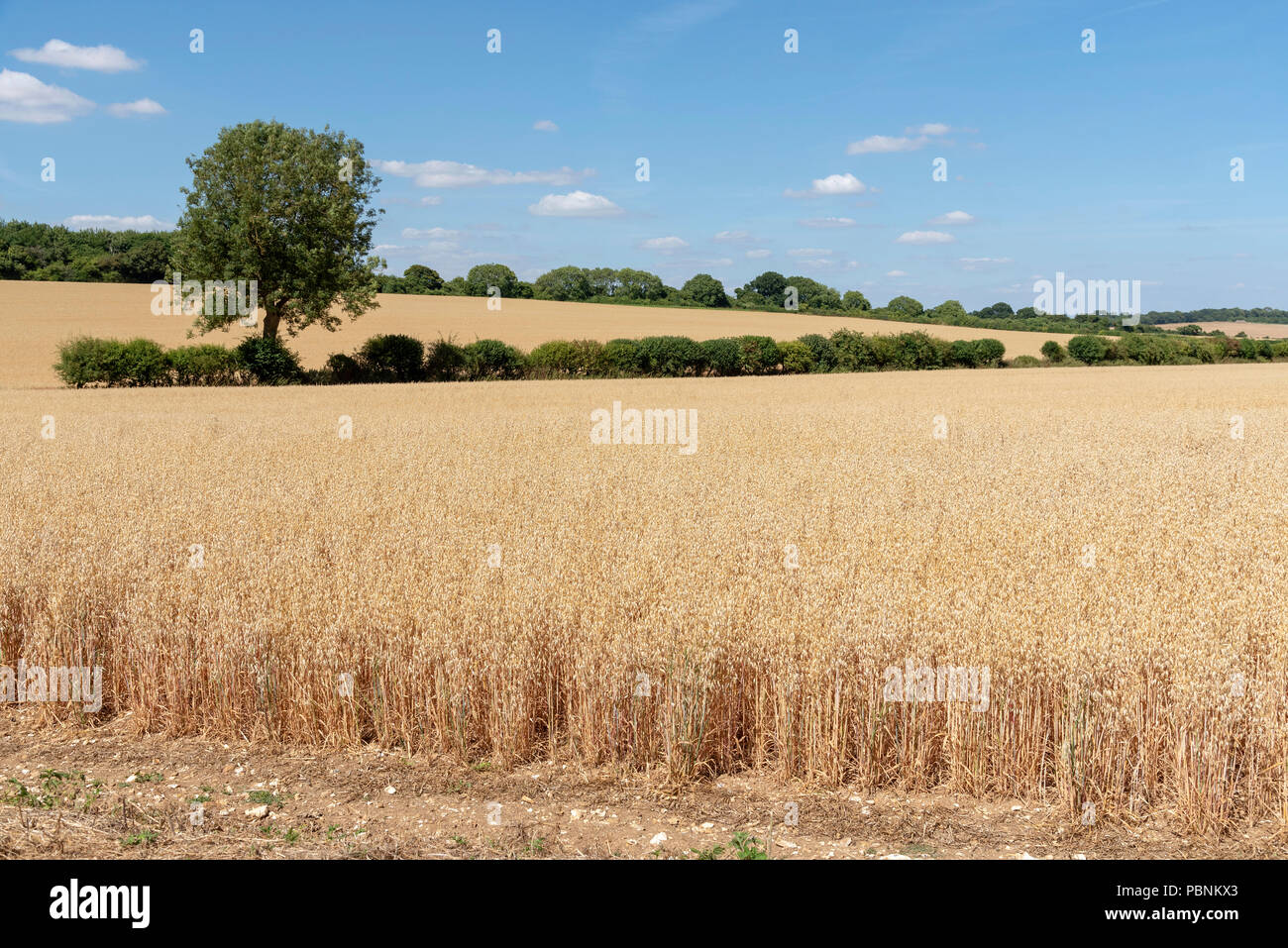 Barley growing on a Hampshire farm near Micheldever, Hants, England UK