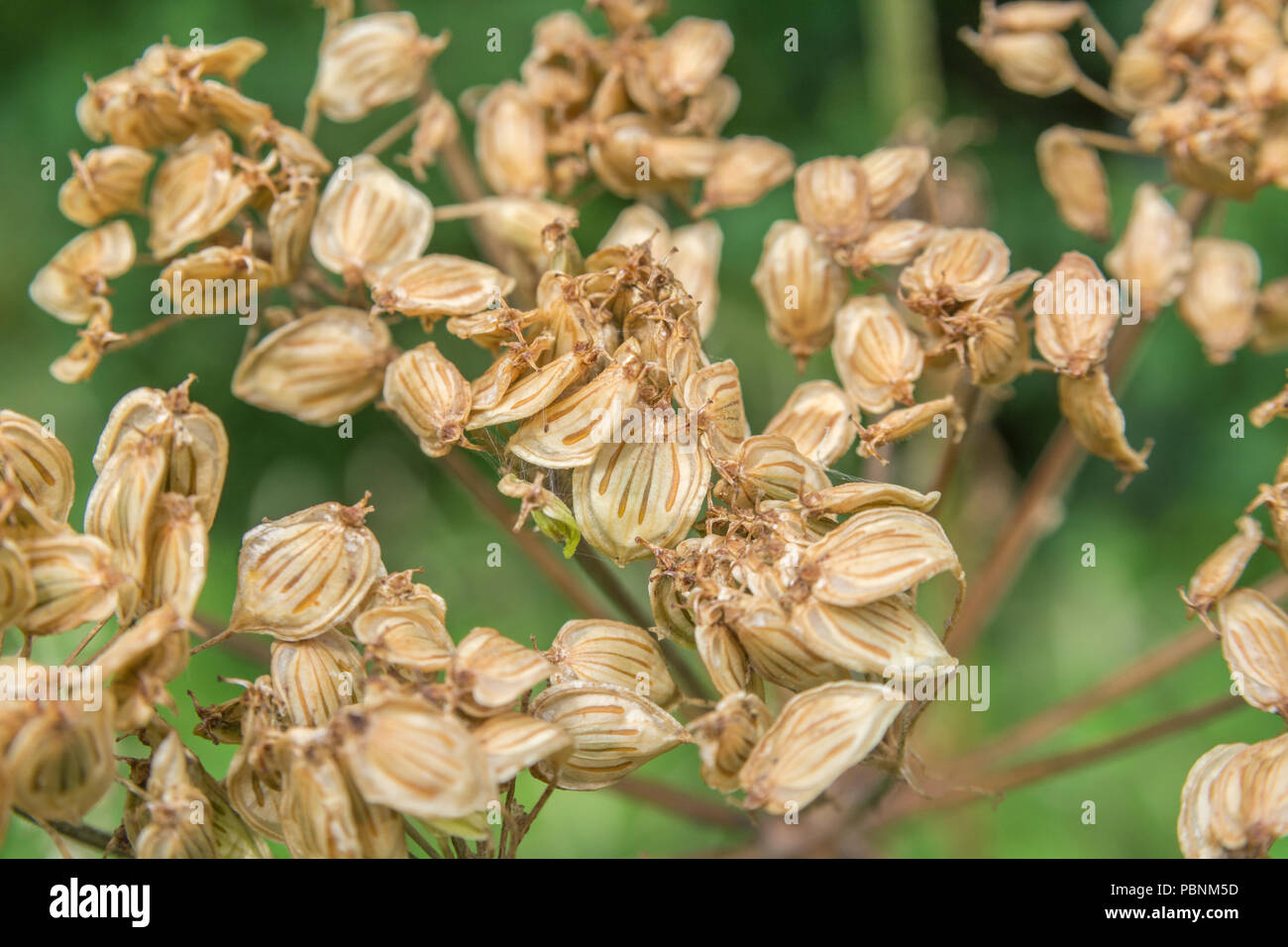 Mature ripe seeds of Hogweed / Heracleum sphondylium showing streaked vittae. Cow parsley family. Stock Photo
