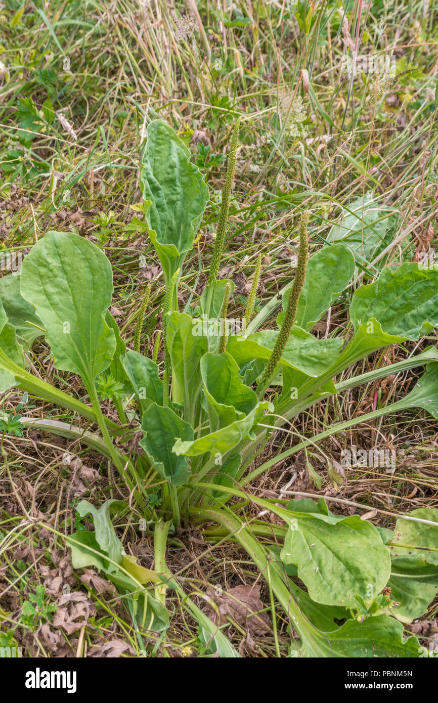 Foliage / leaves of a mature Greater Plantain [Plantago major]. Stock Photo