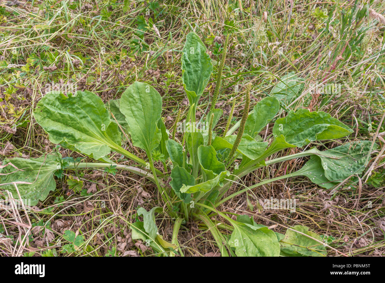 Foliage / leaves of a mature Greater Plantain / Plantago major. Stock Photo