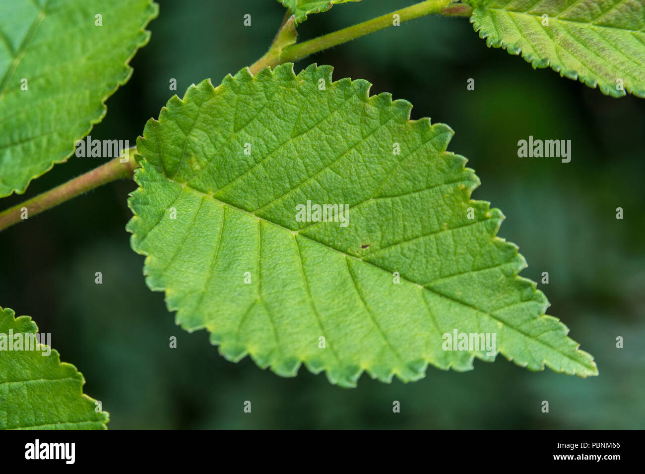 Young pre- fully expanded leaves of what may be English Elm / Ulmus ...