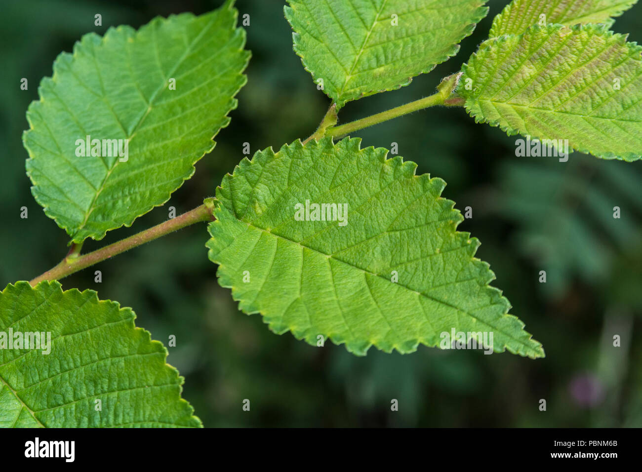 English Elm Stock Photos & English Elm Stock Images Alamy