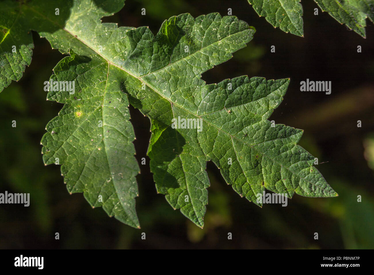 Leaf of Hogweed [Heracleum sphondylium]. Stock Photo