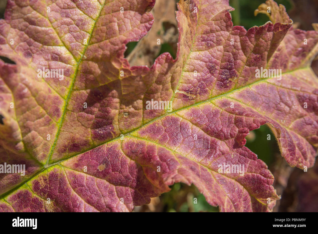 Macro close-up leaf of Hogweed / Heracleum sphondylium. Close-up leaf texture. Stock Photo