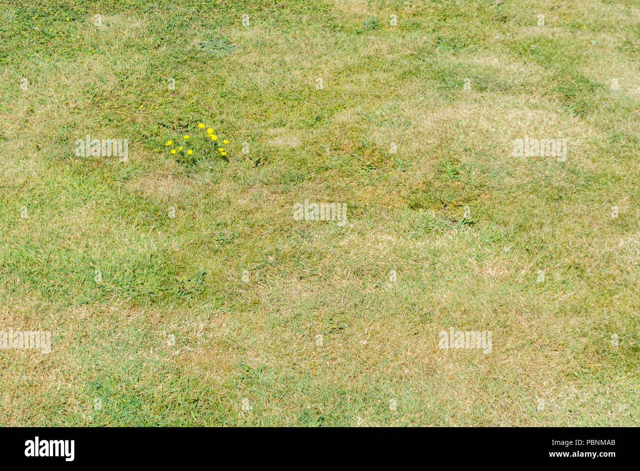 Small yellow daisy family plant in parched grass (2018 heatwave). Probably the plant is Common Catsear / Hypochaeris radicata but unverified. Stock Photo