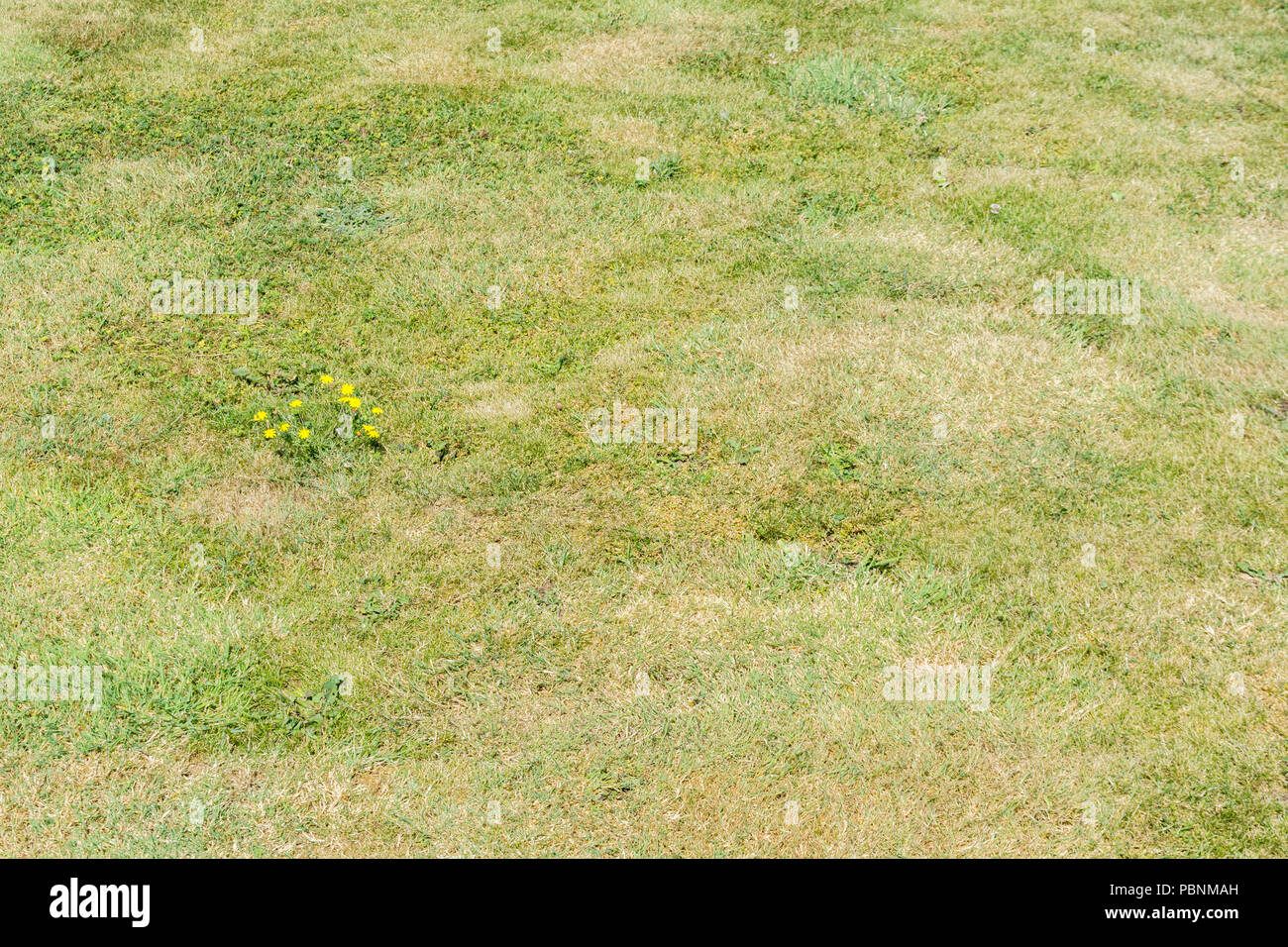 Small yellow daisy family plant in parched grass (2018 heatwave). Probably the plant is Common Catsear / Hypochaeris radicata but unverified. Stock Photo