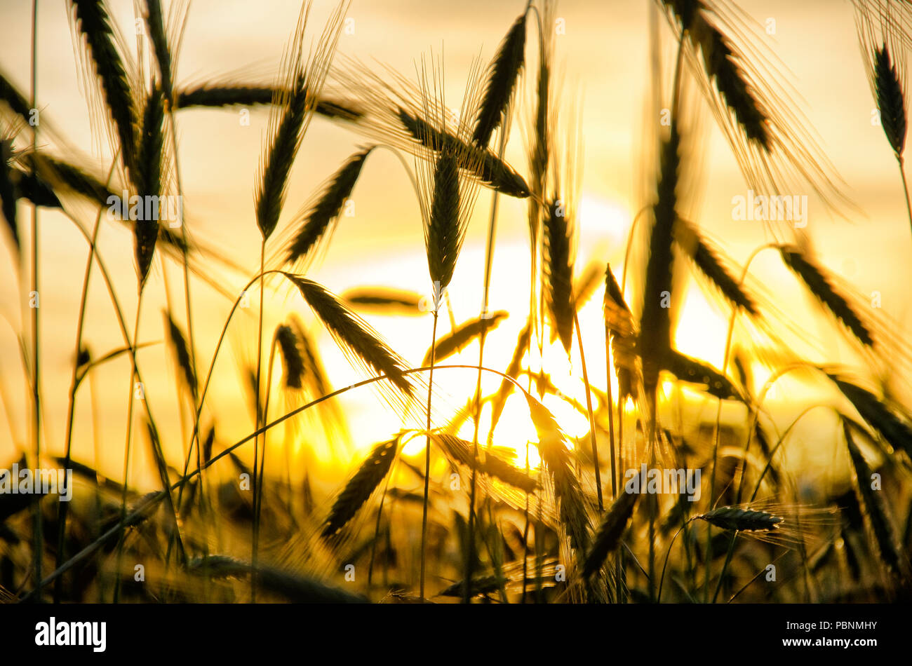 wheat field in the sun Stock Photo