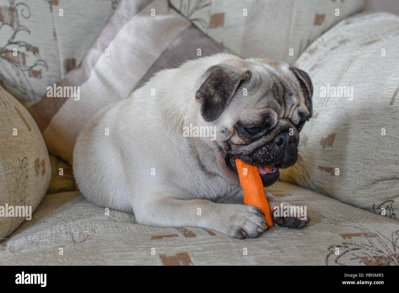 Cute Pug Dog Sitting On A Chair Eating A Carrot Diet Stock Photo