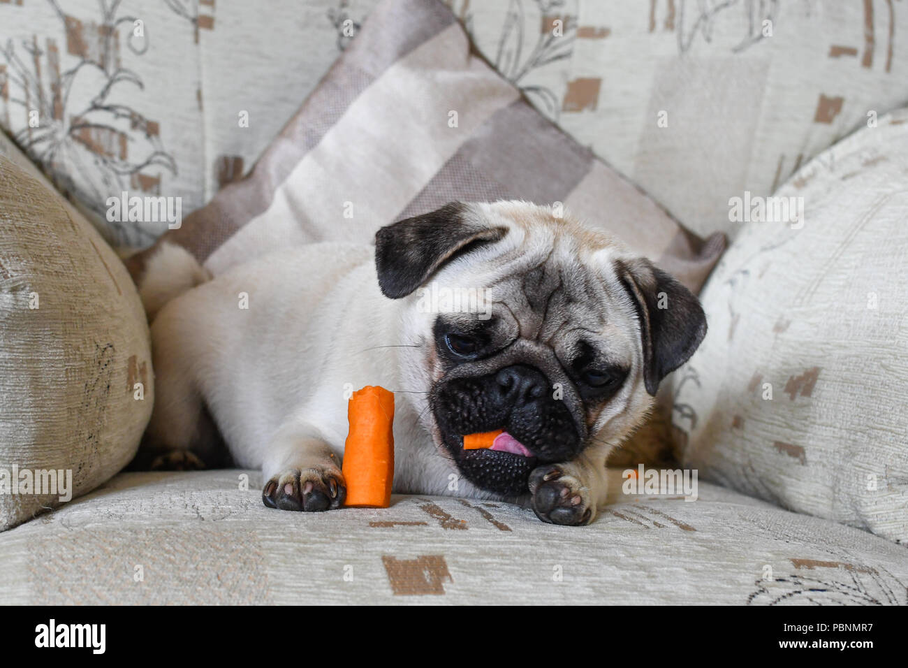 Cute Pug dog sitting on a chair  eating a carrot ( diet ) Stock Photo