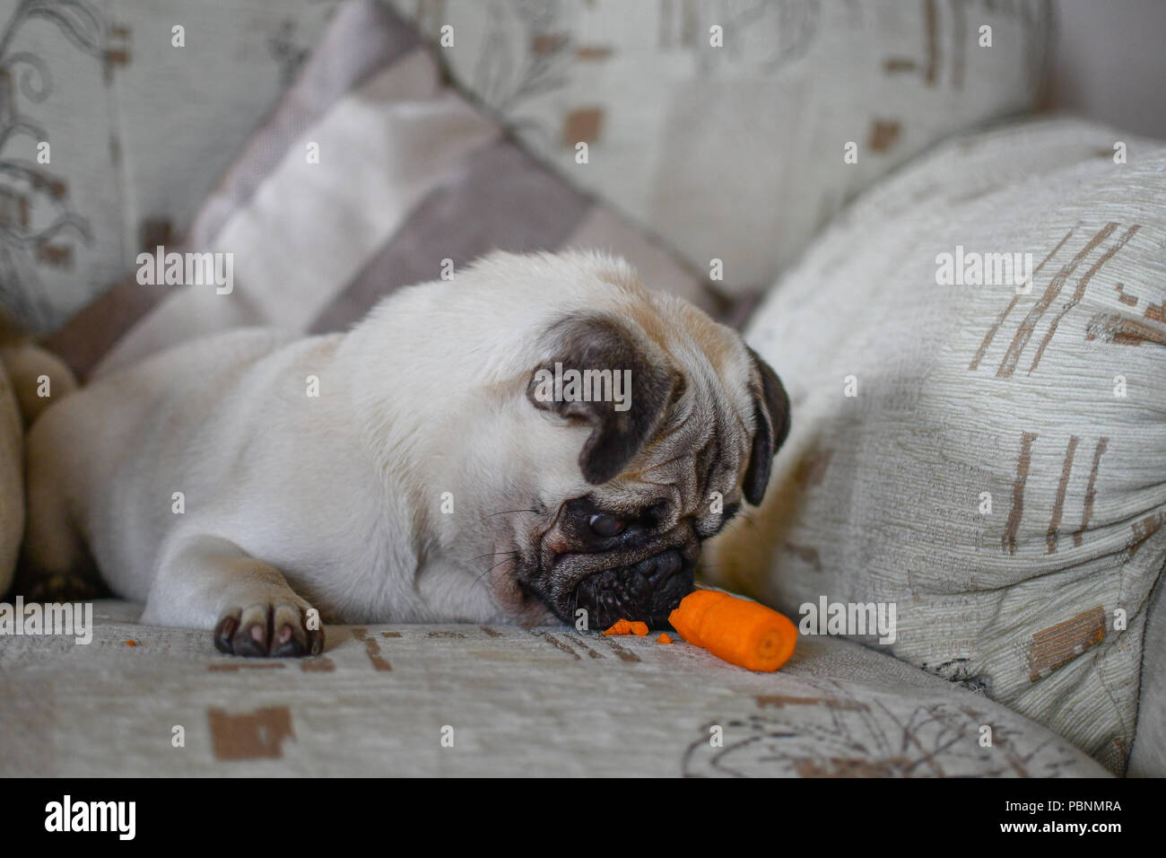 Cute Pug looking at Carrot ( diet ) Stock Photo