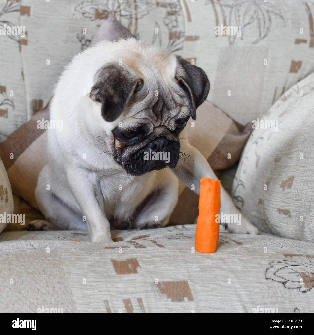 Cute Pug looking at Carrot ( diet ) Stock Photo
