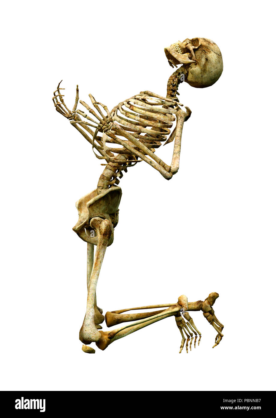 3D rendering of a human skeleton isolated on white background Stock ...