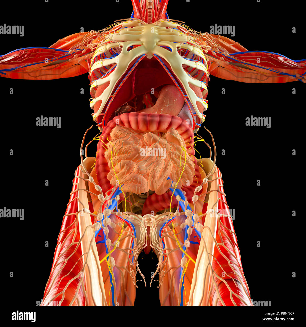 Human body, muscular system, internal organs, digestive system, anatomy Stock Photo
