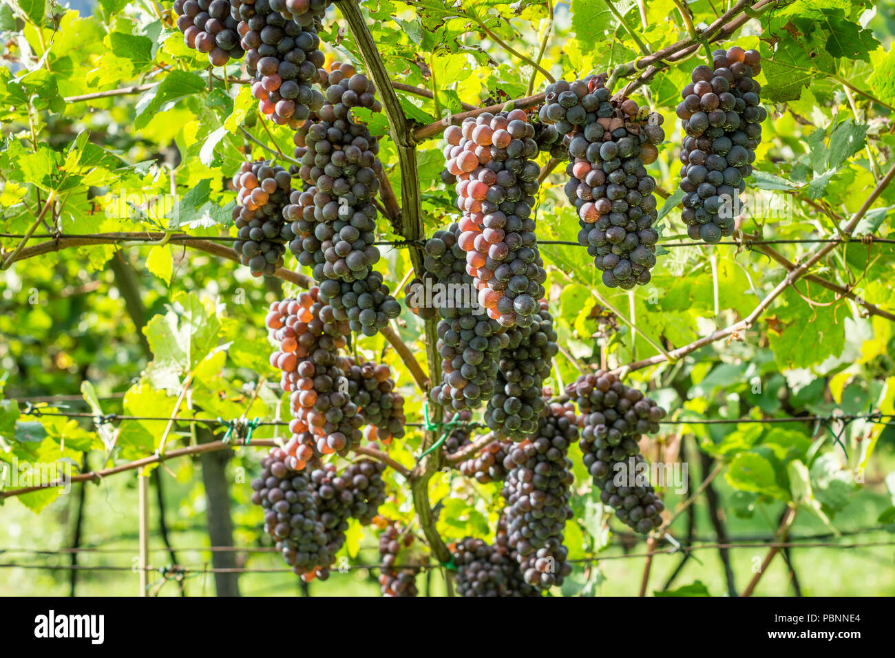 Pinot Grigio grape variety. Pinot Grigio is a white wine grape variety