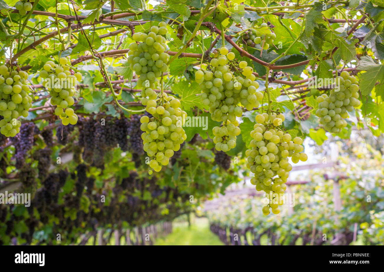 Varieties of grapes hires stock photography and images Alamy