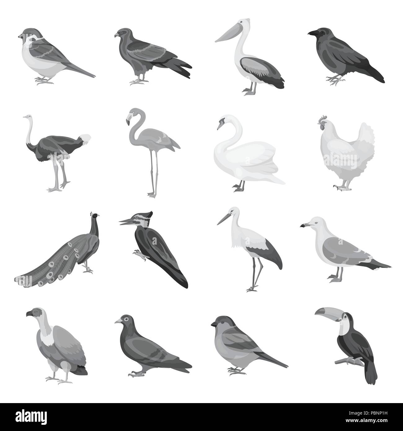 Types of birds monochrome icons in set collection for design. Home and wild bird vector symbol stock  illustration. Stock Vector