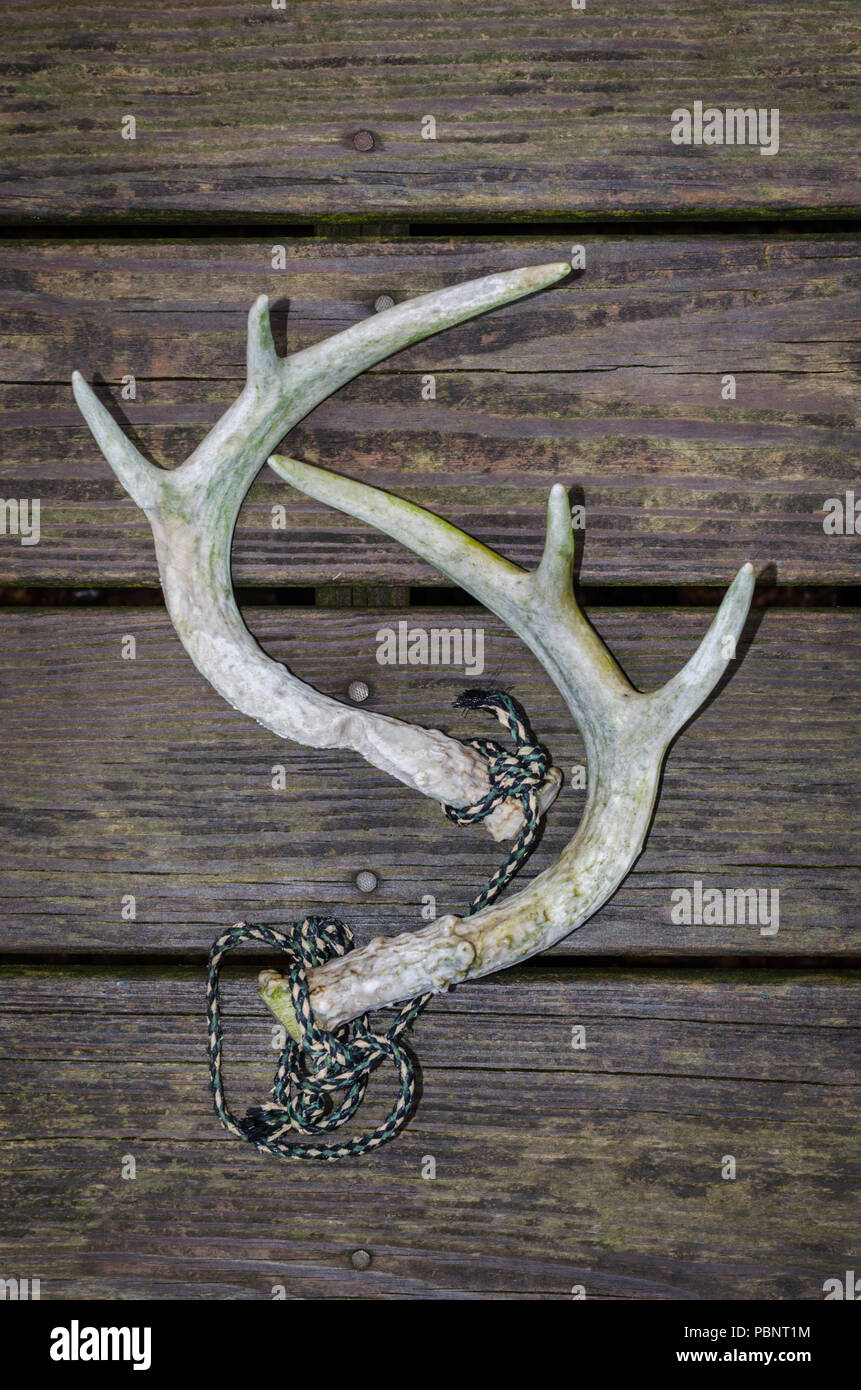 Hunting Season. Whitetail deer rattling horns to attract bucks during hunting season. Recreational outdoor sport activity of hunting for deer.. Stock Photo