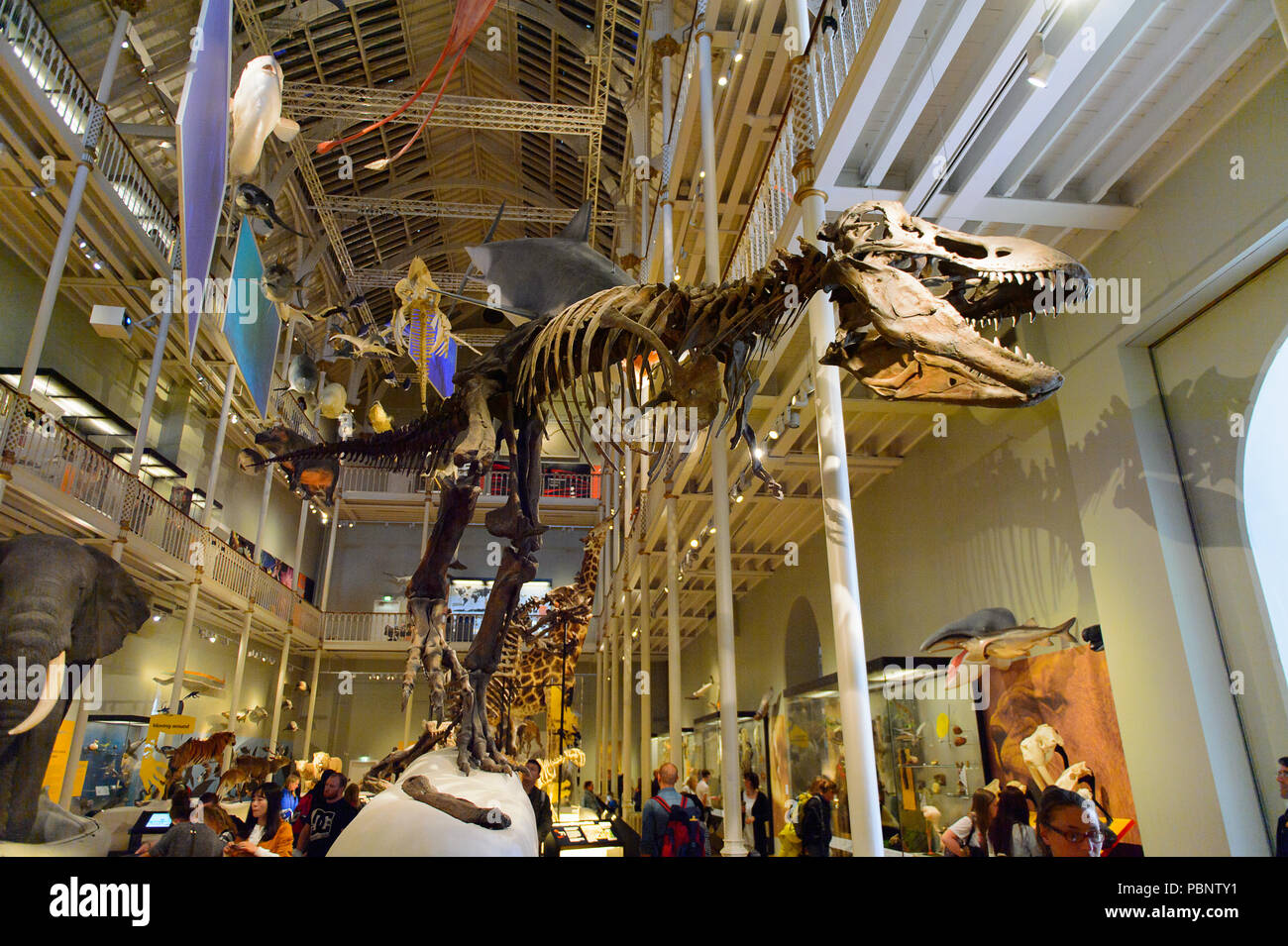 EDINBURGH, SCOTLAND - JULY 17, 2016: Tyrannosaurus rex sceleton at the ...