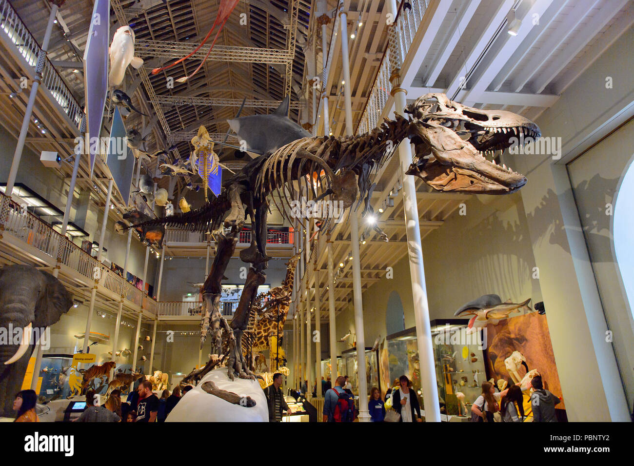 National museum of scotland t rex hi-res stock photography and images ...