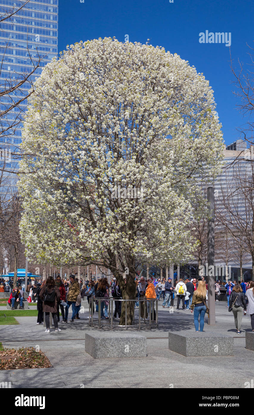 Survivor Tree Back at World Trade Center Site
