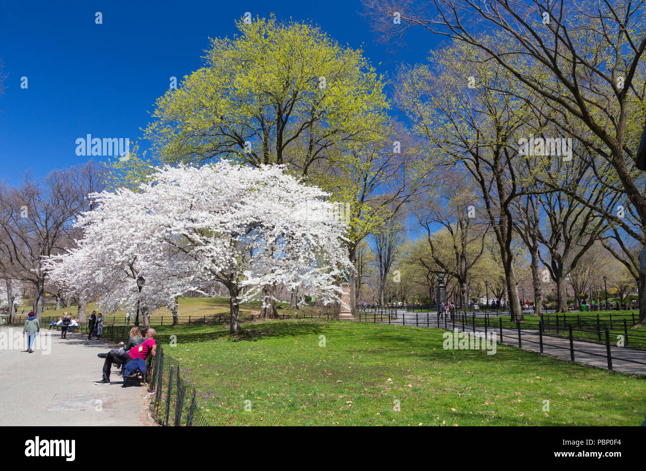 Relaxing in Central Park, New York, USA Stock Photo