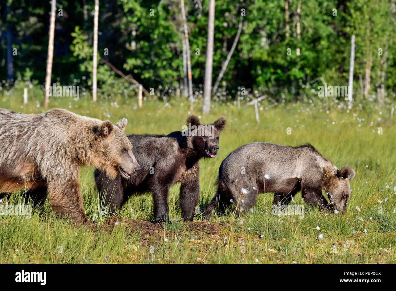 Brown bear mom with yearlings is crossing the swamp. Stock Photo