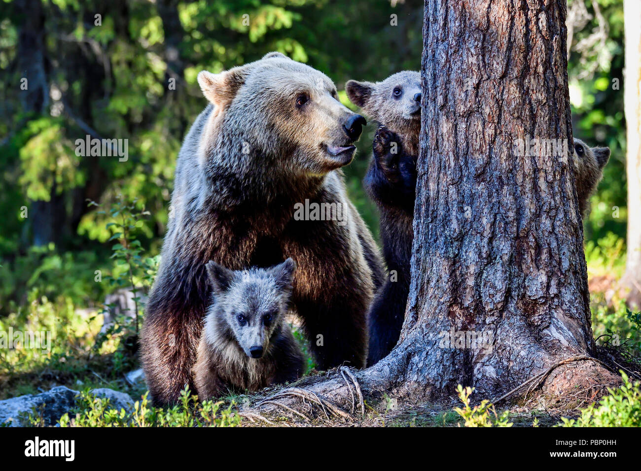 Brown bear mom with cubs after dangerous situation has been resolved. Stock Photo