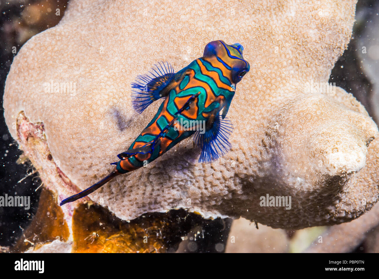 Mandarinfish,Synchiropus splendidus  (Herre, 1927), crawling over coral branches. Rainbow reef, Yap, Micronesia Stock Photo