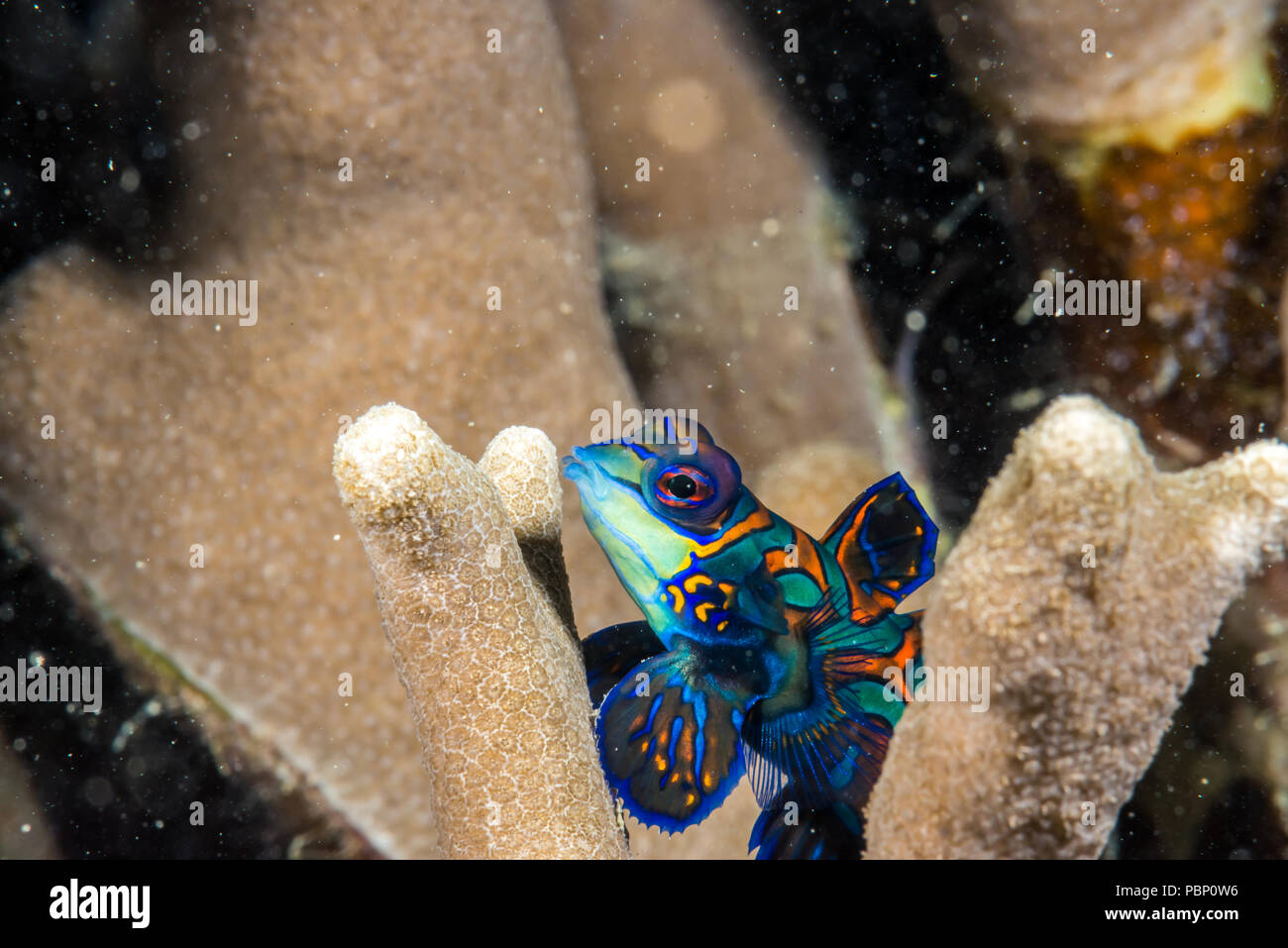 Nishiki Teguri High Resolution Stock Photography And Images Alamy