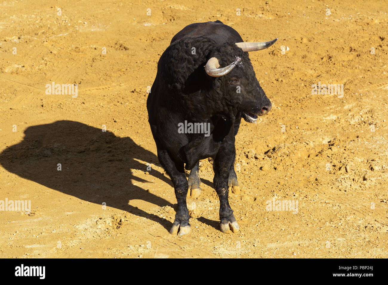spanish-fighting-bull-of-black-fur-in-the-sand-of-a-bullring-stock