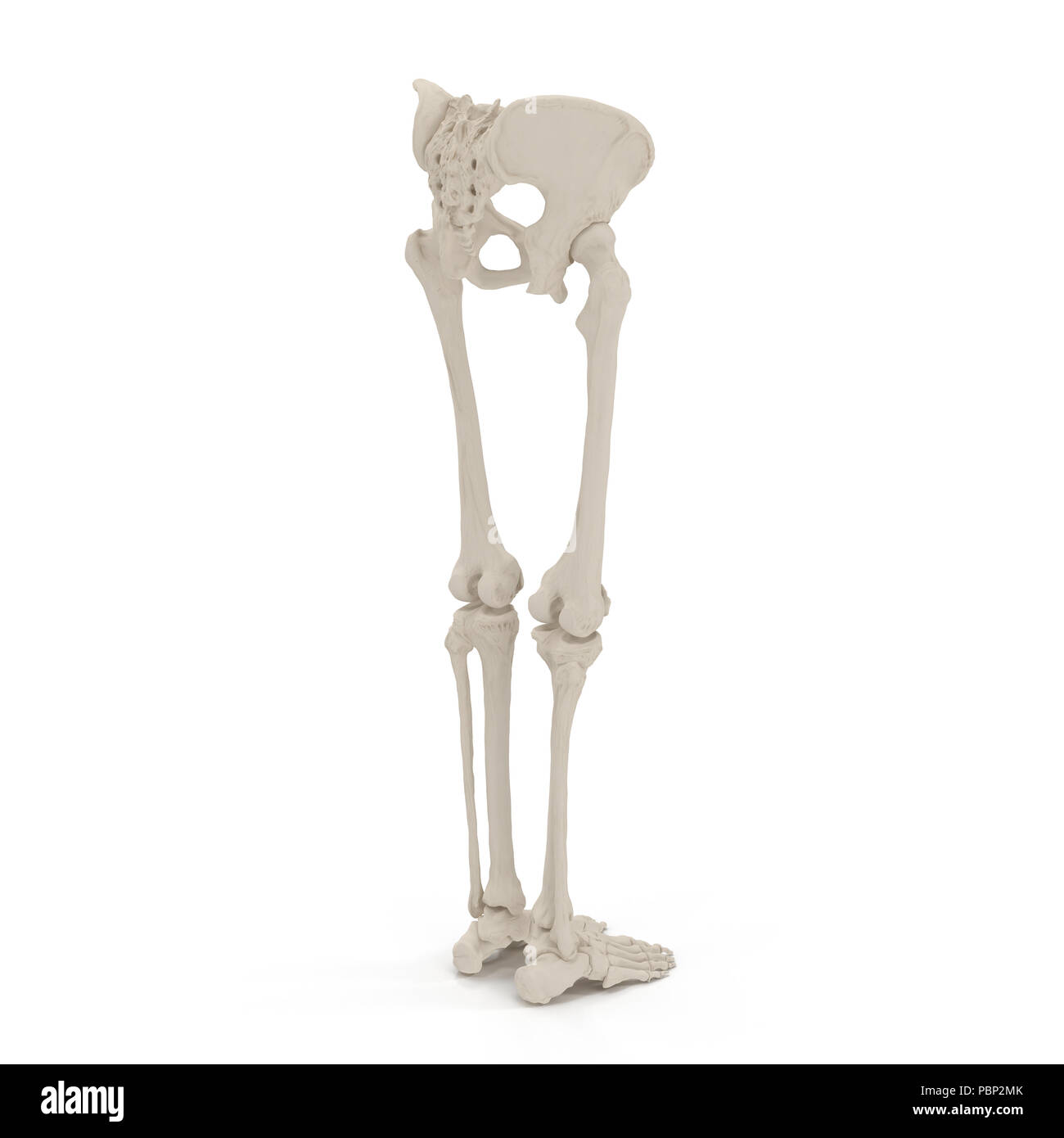 Lower Body Bones High Resolution Stock Photography and Images - Alamy