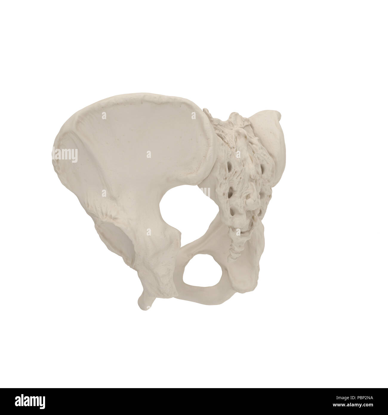 Female Pelvis Skeleton on white. 3D illustration Stock Photo