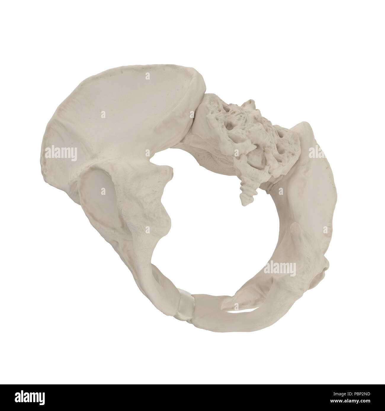 Female Pelvis Skeleton on white. 3D illustration Stock Photo