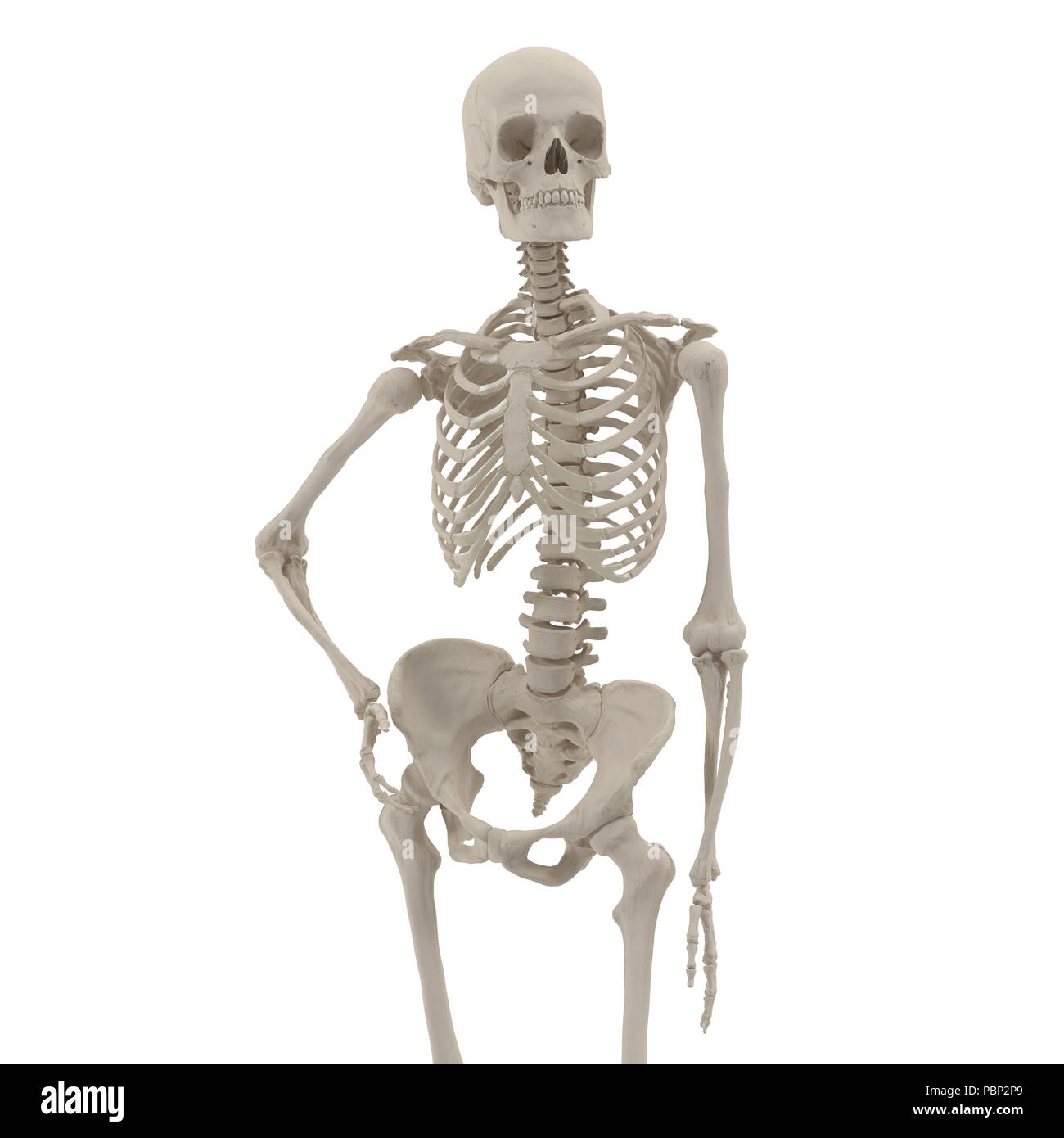 Female Skeleton High Resolution Stock Photography and Images - Alamy