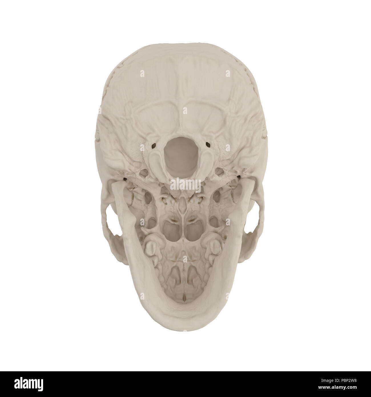 Anatomically correct medical model of the female human skull on white