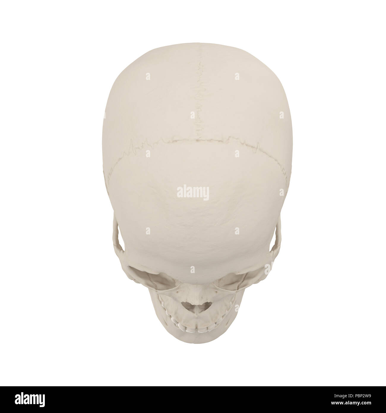 Anatomically correct medical model of the female human skull on white