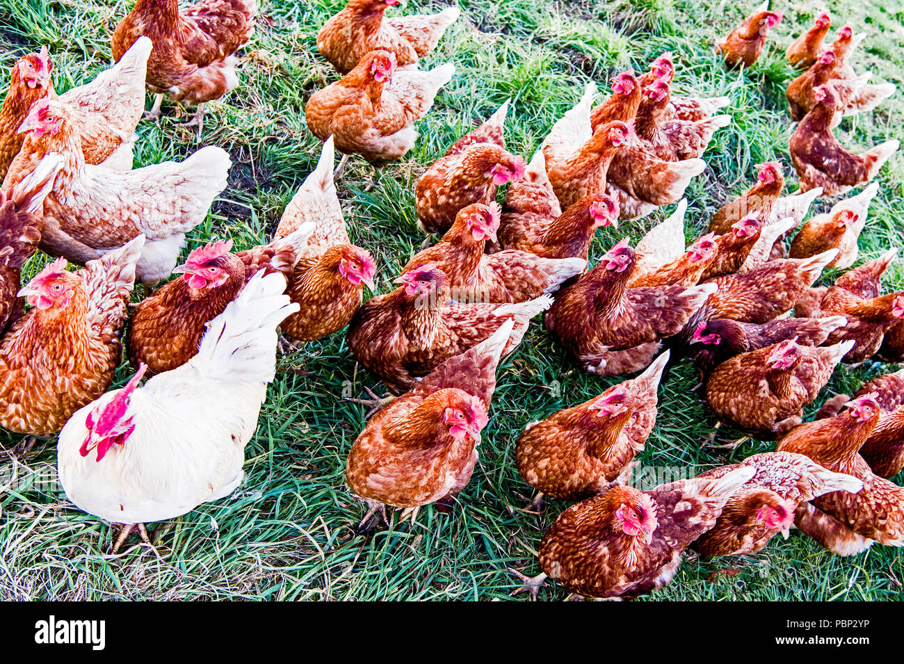 Free range hens, freilaufende Huehner Stock Photo