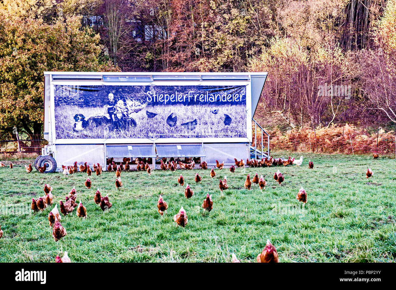 Free range hens, freilaufende Huehner Stock Photo