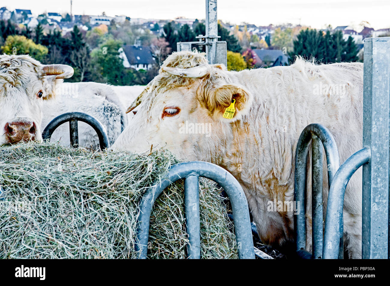 Cows outdoor, munching hay: Kuehe auf der Weide, Heu fressend Stock Photo