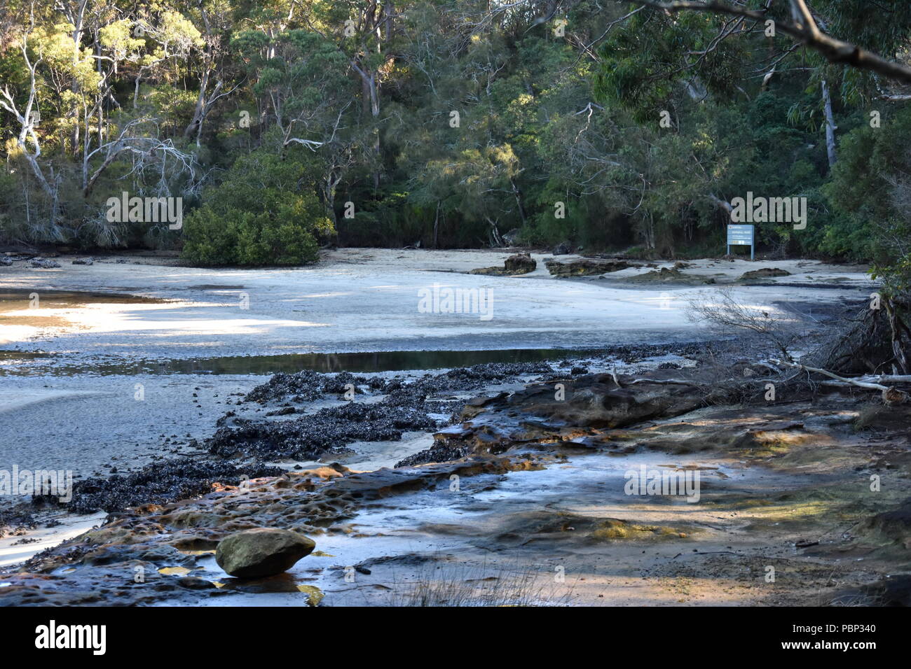 Flat Rock Beach and Middle Harbour in Garigal National Park at low tide