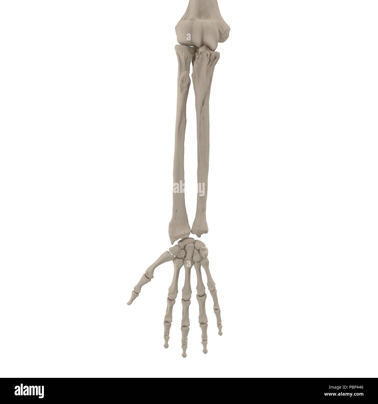 Human Arm Bones On White 3d Illustration Stock Photo Alamy