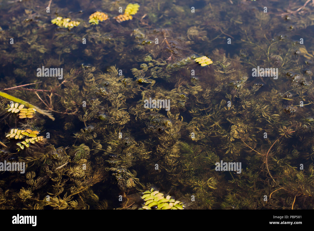Submerged stems of Ceratophyllum demersum in lake of Special nature reserve Zasavica in Serbia Stock Photo