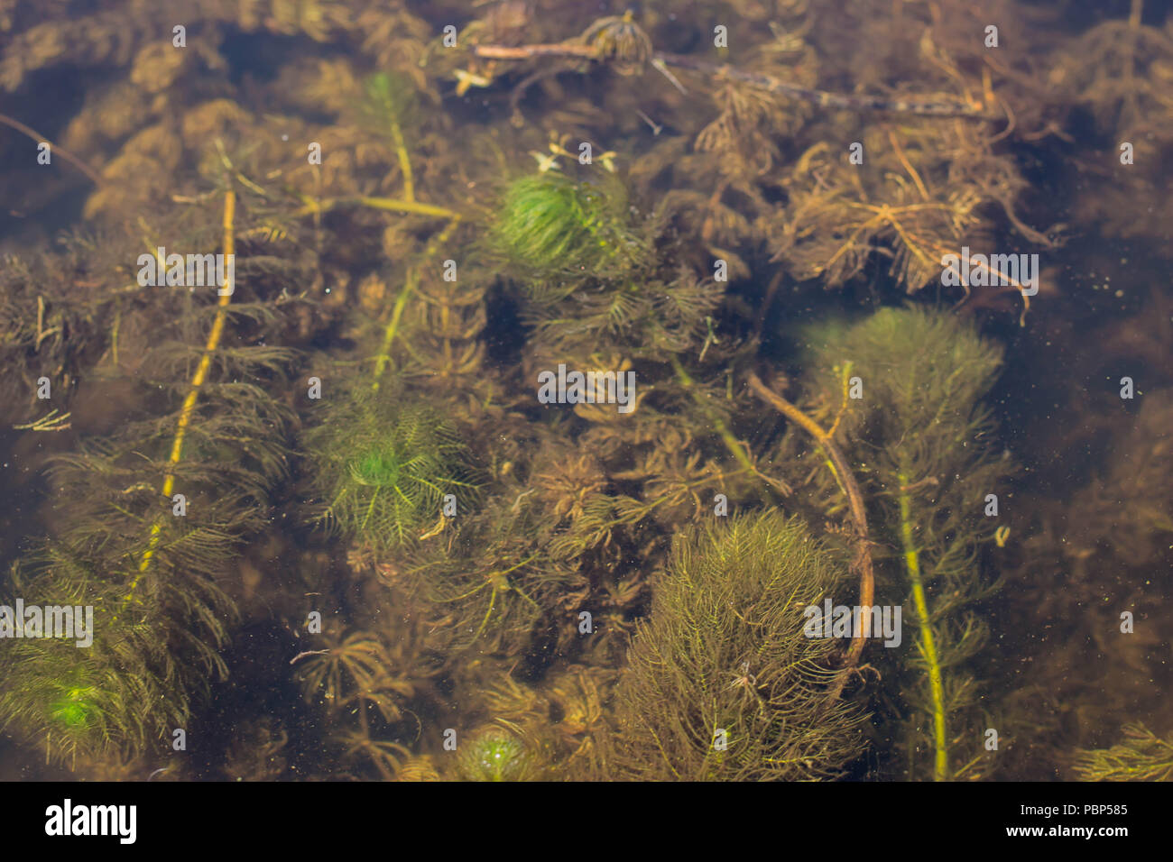 Myriophyllum verticillatum - whorl-leaf watermilfoil in the water Stock Photo